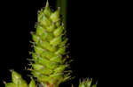 Fuzzy wuzzy sedge